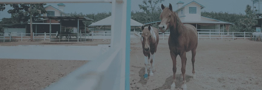 lovak immunizálása